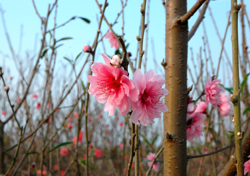 Làng hoa Hà Nội đón Tết